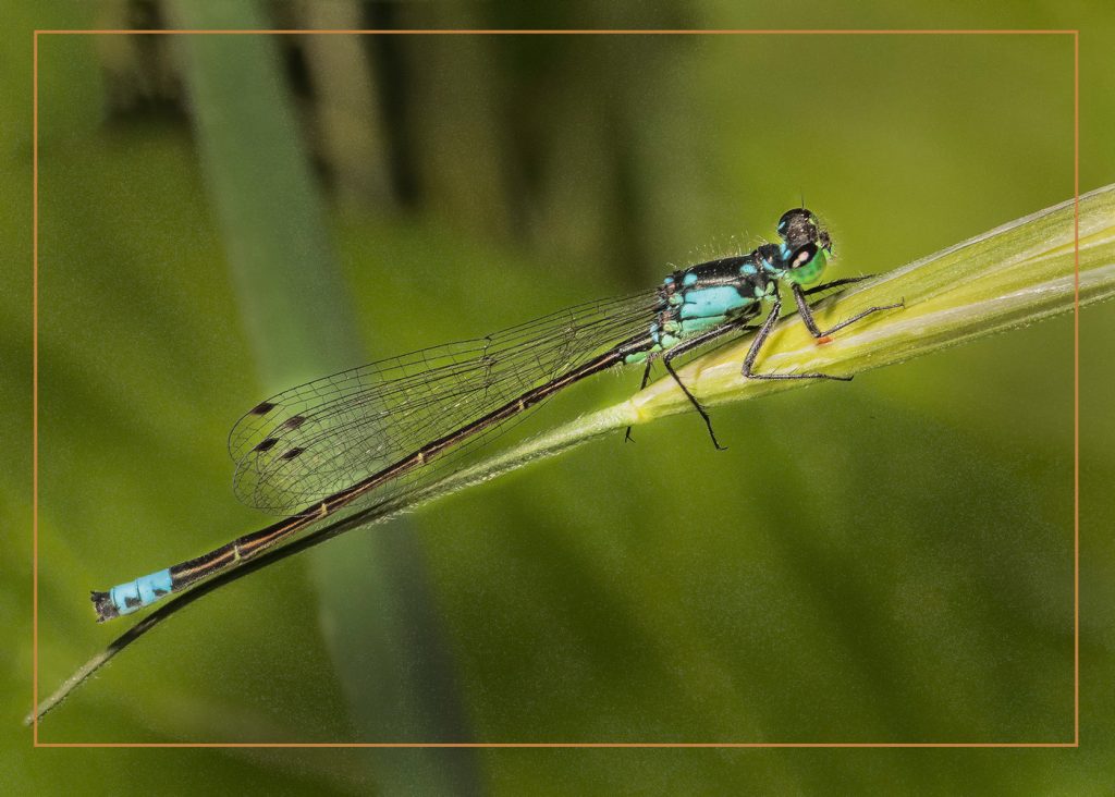 Early Morning Rest - Neal Thompson